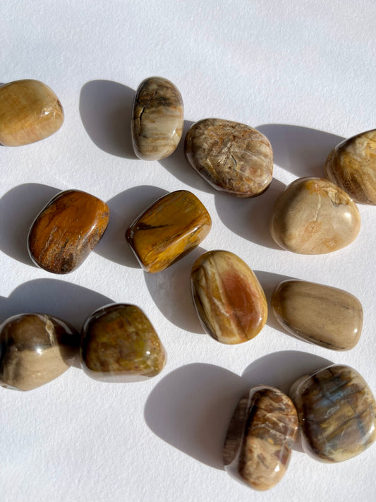 Petrified Wood Tumbled Stone