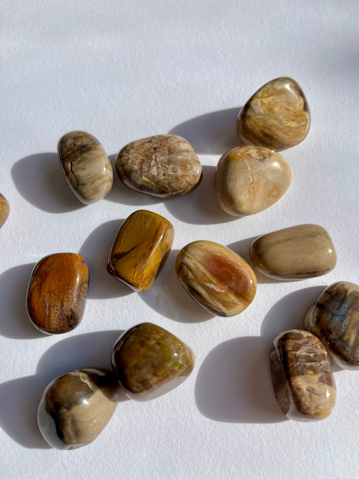 Petrified Wood Tumbled Stone