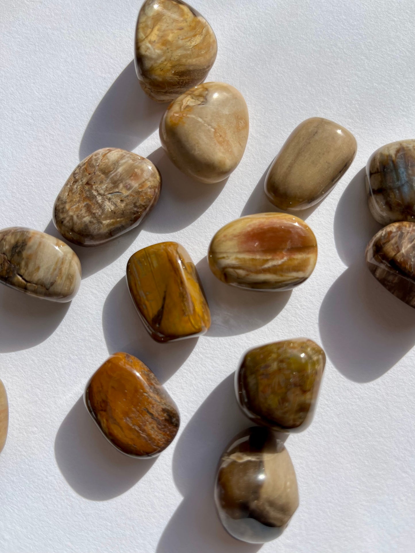 Petrified Wood Tumbled Stone